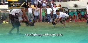 Cockfighting with iron spurs