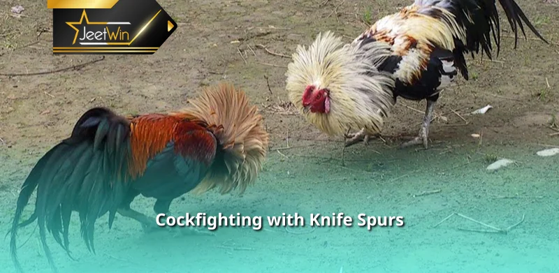 Cockfighting with Knife Spurs