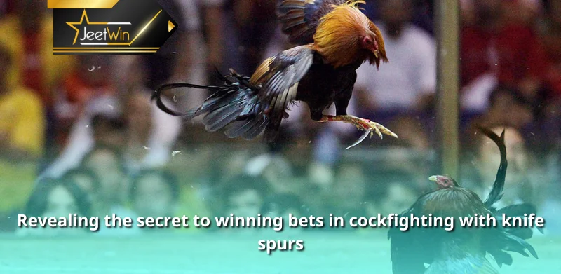 Revealing the secret to winning bets in cockfighting with knife spurs