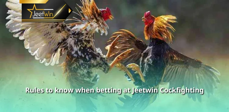 Rules to know when betting at Jeetwin Cockfighting