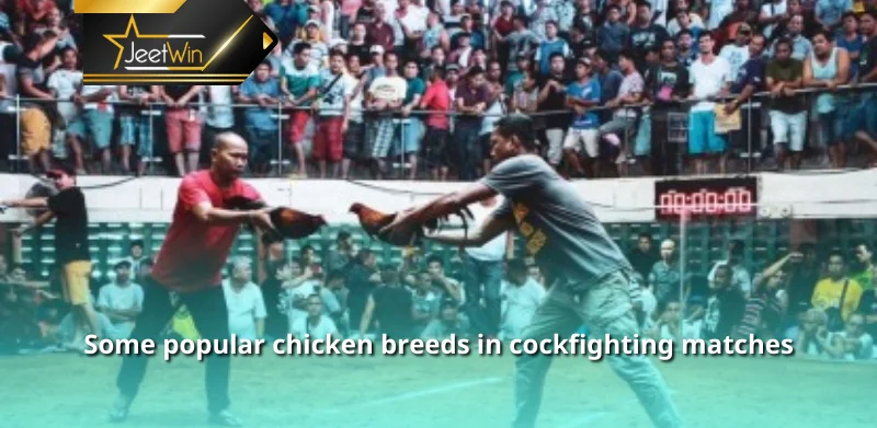 Some popular chicken breeds in cockfighting matches