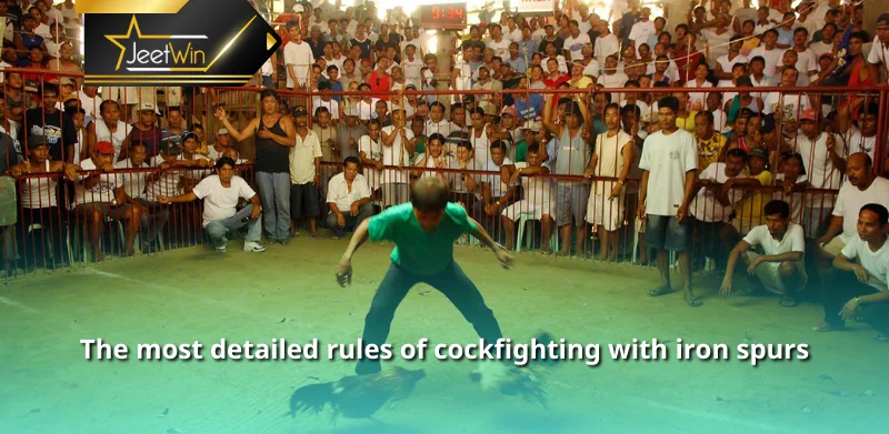 The most detailed rules of cockfighting with iron spurs